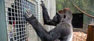 Kwan at Lincoln Park Zoo using a touch screen computer - http://www.lpzoo.org/conservation-science/projects/ape-touch-screen-studies